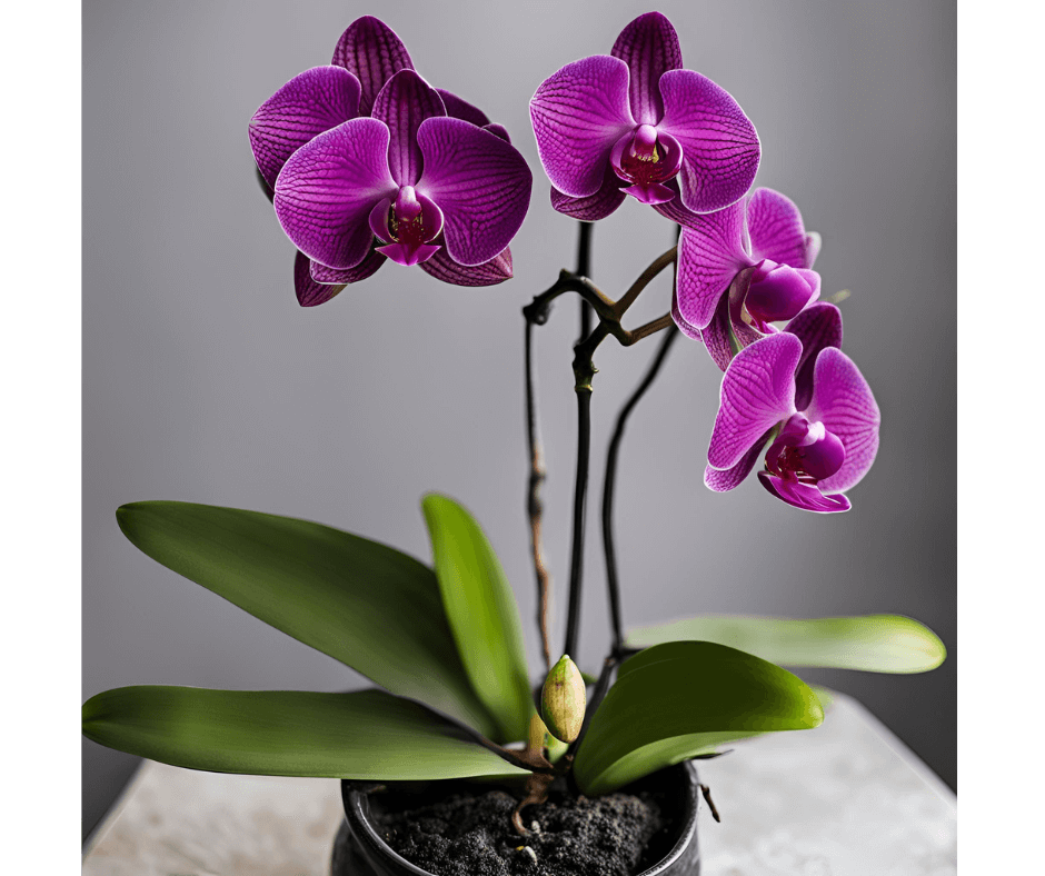 Orquidea morada